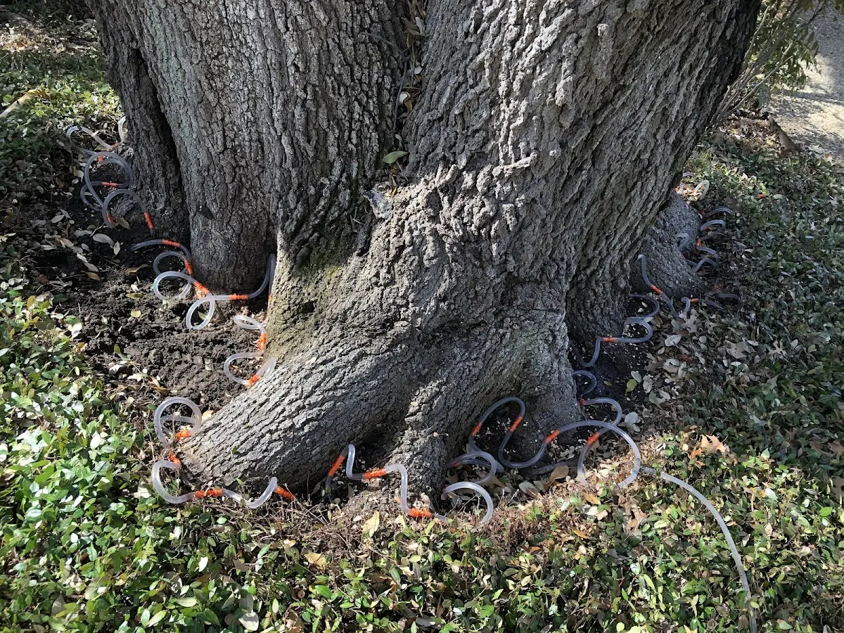 Detailed Tree Cabling and Bracing job site in Enoree