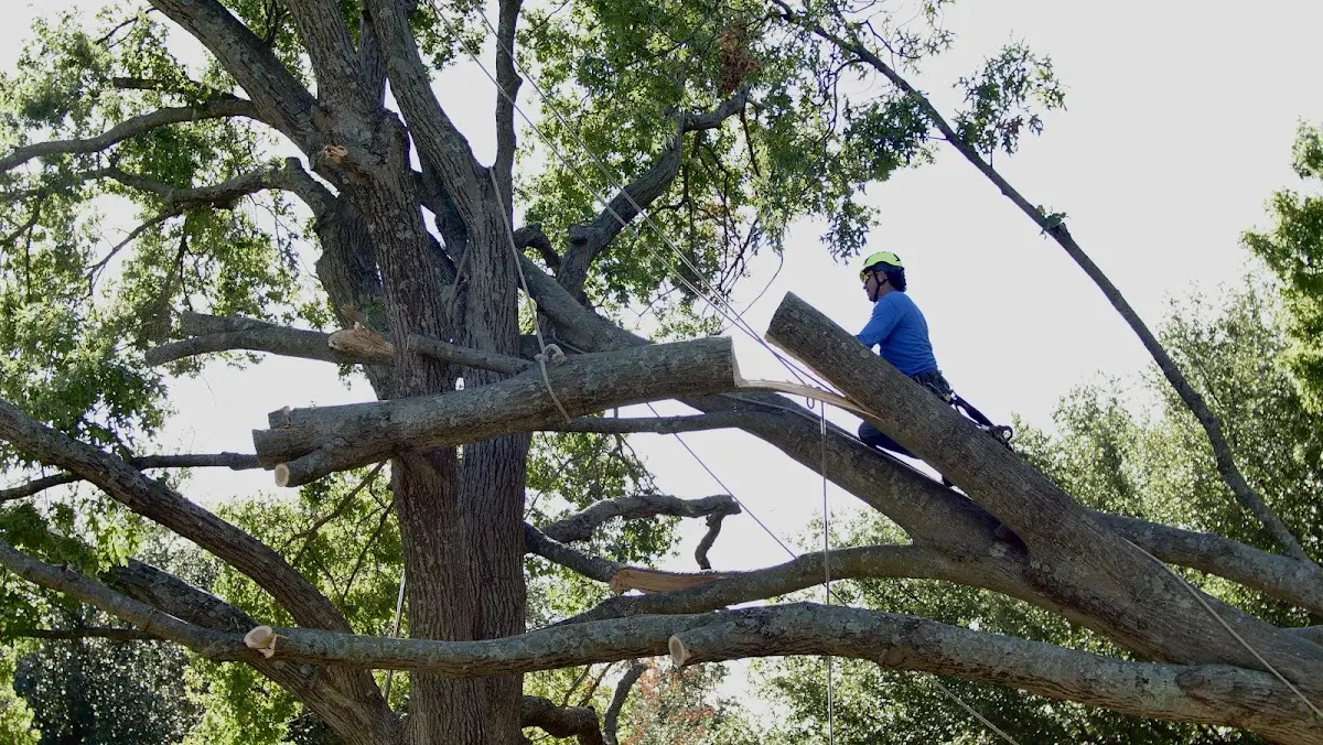 Professional Hazardous Tree Removal performed by certified arborists in Enoree